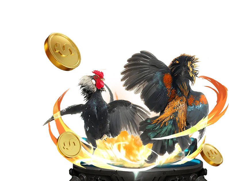 Đá gà cựa sắt truyền thống